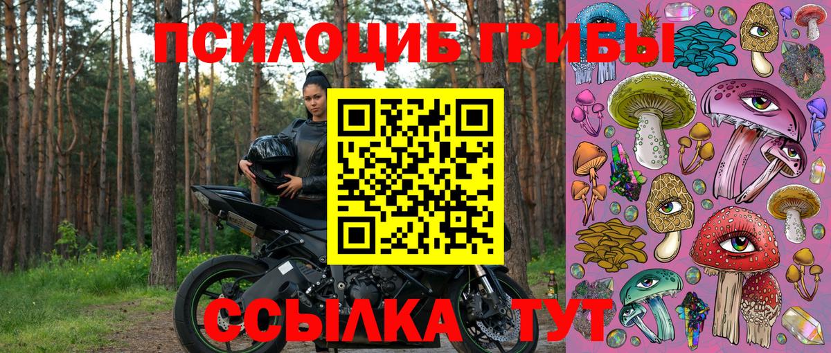Псилоцибиновые грибы Psilocybe Родники